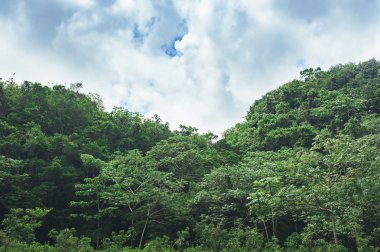 Orta Amerika'nın yağmur ormanı ağaçlarının oluşan güzel hareketli arka plan. Dominik Cumhuriyeti, Guatemala, Kosta Rika tipik peyzaj.