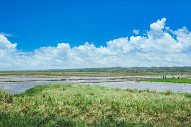 Pirinç tarlaları su ve palmiye ağaçları ile dolu. Pirinç tarlaları kırsal kesimde kırsal bir yolda boyunca palmiye ağaçları dikildi.