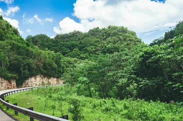 Beautiful vibrant background consisting of trees of the rain forest of Central America. Typical landscape of Dominican republic, Guatemala, Costa Rica. — Stock Photo, Image