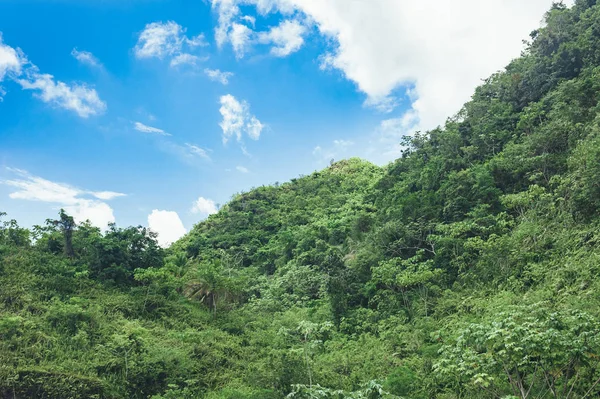 Beautiful vibrant background consisting of trees of the rain forest of Central America. Typical landscape of Dominican republic, Guatemala, Costa Rica. — Stock Photo, Image