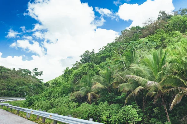 Beautiful vibrant background consisting of trees of the rain forest of Central America. Typical landscape of Dominican republic, Guatemala, Costa Rica. — Stock Photo, Image