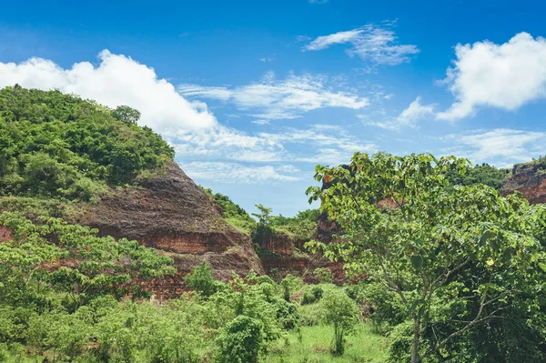 Бодрый фон, состоящий из деревьев тропических лесов Центральной Америки. Типичный пейзаж Доминиканской республики, Гватемалы, Коста-Рики . — стоковое фото