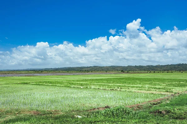 Árvores no campo de grama e pôr do sol. Vista idílica do campo de arroz verde com palmeiras e céu azul — Fotografia de Stock