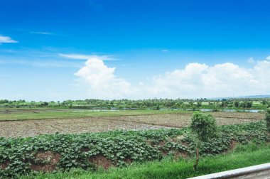 çim ve günbatımı ağaçta. Yeşil pirinç alan palmiye ağaçları ve mavi gökyüzü ile pastoral görünümünü