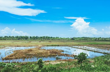 Pirinç tarlaları su ve palmiye ağaçları ile dolu. Pirinç tarlaları kırsal kesimde kırsal bir yolda boyunca palmiye ağaçları dikildi.