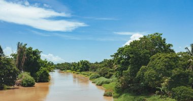 çim ve günbatımı ağaçta. Yeşil pirinç alan palmiye ağaçları ve mavi gökyüzü ile pastoral görünümünü