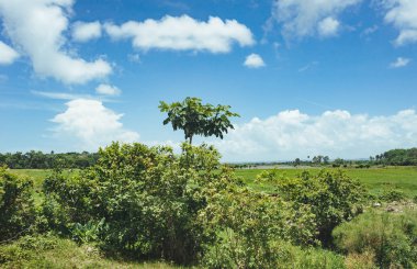 çim ve günbatımı ağaçta. Yeşil pirinç alan palmiye ağaçları ve mavi gökyüzü ile pastoral görünümünü
