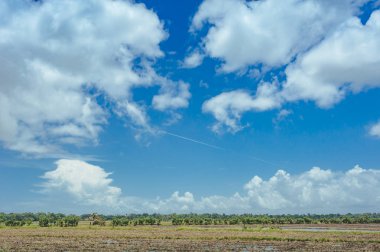 çim ve günbatımı ağaçta. Yeşil pirinç alan palmiye ağaçları ve mavi gökyüzü ile pastoral görünümünü