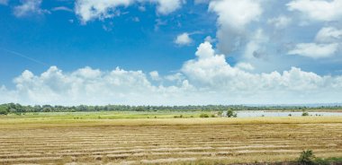 çim ve günbatımı ağaçta. Yeşil pirinç alan palmiye ağaçları ve mavi gökyüzü ile pastoral görünümünü