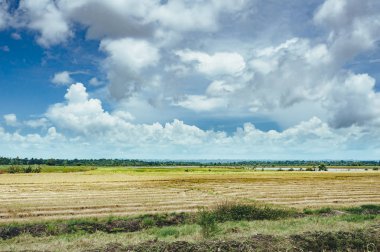 çim ve günbatımı ağaçta. Yeşil pirinç alan palmiye ağaçları ve mavi gökyüzü ile pastoral görünümünü