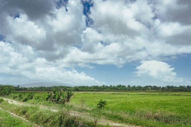 çim ve günbatımı ağaçta. Yeşil pirinç alan palmiye ağaçları ve mavi gökyüzü ile pastoral görünümünü