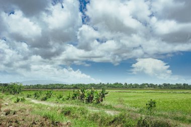 çim ve günbatımı ağaçta. Yeşil pirinç alan palmiye ağaçları ve mavi gökyüzü ile pastoral görünümünü