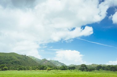 çim ve günbatımı ağaçta. Yeşil pirinç alan palmiye ağaçları ve mavi gökyüzü ile pastoral görünümünü
