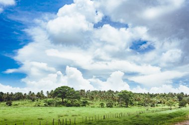 çim ve günbatımı ağaçta. Yeşil pirinç alan palmiye ağaçları ve mavi gökyüzü ile pastoral görünümünü