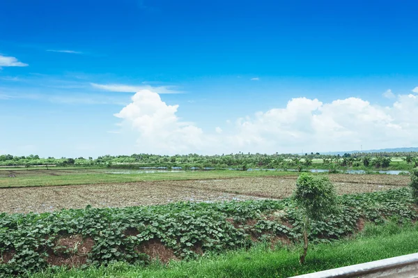 Árvores no campo de grama e pôr do sol. Vista idílica do campo de arroz verde com palmeiras e céu azul — Fotografia de Stock