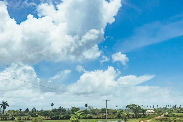 Pohon di lapangan rumput dan matahari terbenam. Idyllic View of Green Rice Field with Palm Trees and Blue Sky — Stok Foto