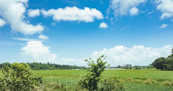 Bomen op het gebied van gras en zonsondergang. Idyllisch uitzicht op groene rijst veld met palmbomen en de blauwe hemel — Stockfoto