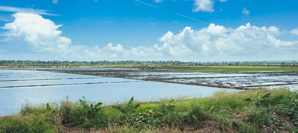 Reisfelder gefüllt mit Wasser und Palmen. Palmen entlang einer Landstraße auf Reisfeldern auf dem Land gepflanzt. — Stockfoto