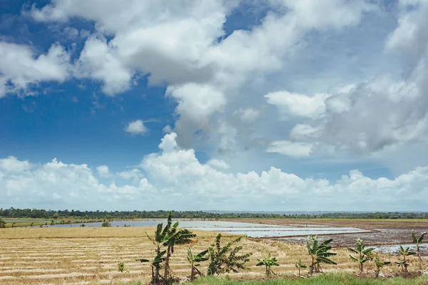 Árvores no campo de grama e pôr do sol. Vista idílica do campo de arroz verde com palmeiras e céu azul — Fotografia de Stock