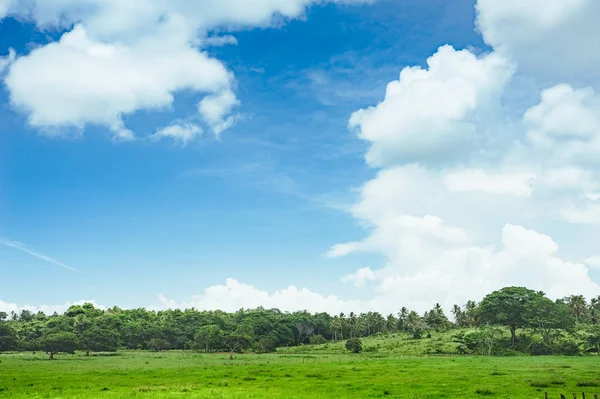 Деревья на поле травы и заката. Вид на зеленое рисовое поле с пальмовыми деревьями и голубым небом — стоковое фото