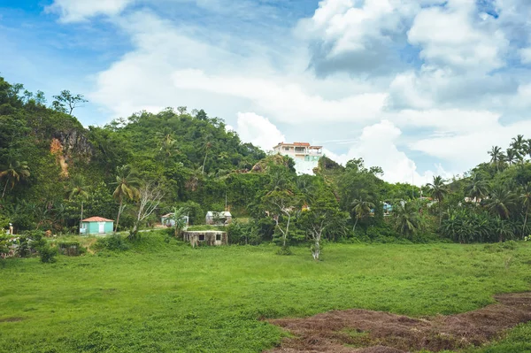Бодрый фон, состоящий из деревьев тропических лесов Центральной Америки. Типичный пейзаж Доминиканской республики, Гватемалы, Коста-Рики . — стоковое фото