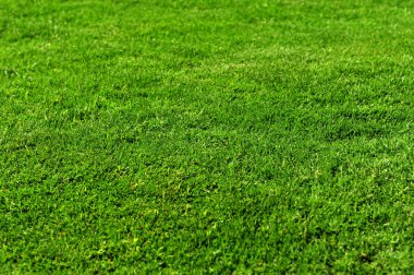 Arkaplan için yeşil çimen dokusu