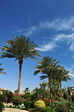 Güzel bahçe otel resort ve geleneksel Arap tarzında inşa. Mısır'daki Resort mimarisi