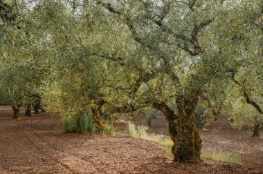 Olive Grove Yunanistan adasında. Zeytin ağaçları,