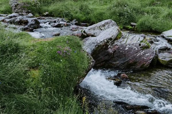 Sungai Pegunungan Liar Mengalir Melalui Hutan Cemara — Stok Foto