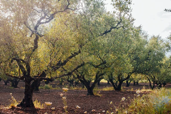 Olive Grove Het Eiland Griekenland Aanplant Van Olijfbomen — Stockfoto