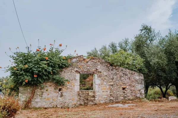 Bygdehus Tørr Stein Oliventrær Orkand Spania Eller Hellas Eller Italia – stockfoto