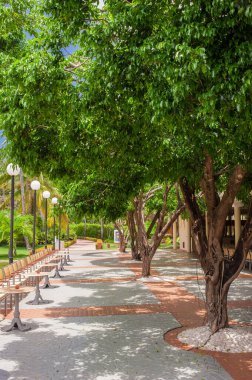 Yeşil bir tropikal orman. Tropikal parktaki patika - soyut seyahat arkaplanı.