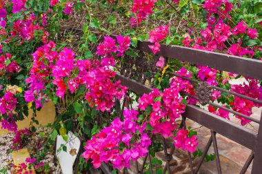 Yeşil bir tropikal orman. Tropikal parktaki patika - soyut seyahat arkaplanı.