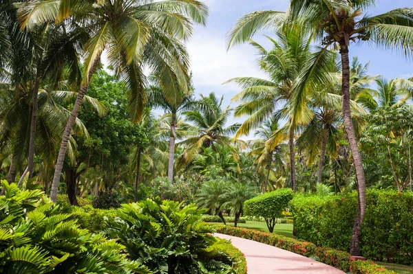 Een Groen Tropisch Bos Traject Tropisch Park Abstract Reisdecor — Stockfoto
