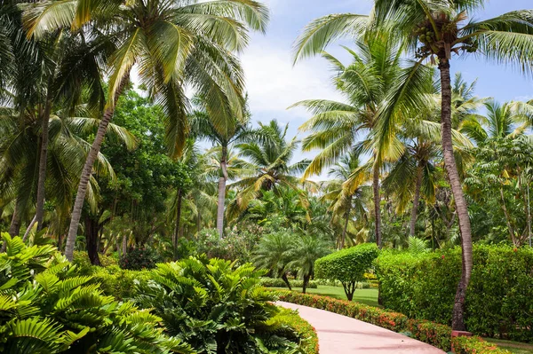 Green Tropical Forest Pathway Tropical Park Abstract Travel Background — Stock Photo, Image