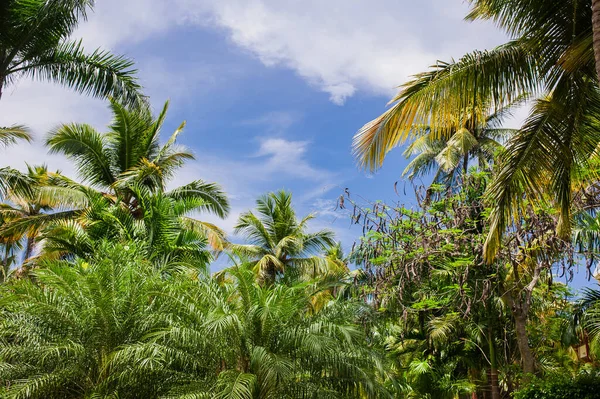 Green Tropical Forest Pathway Tropical Park Abstract Travel Background — Stock Photo, Image