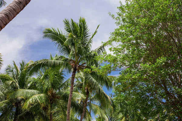 Zielony Las Tropikalny Ścieżka Tropikalnym Parku Abstrakcyjne Tło Podróży — Zdjęcie stockowe