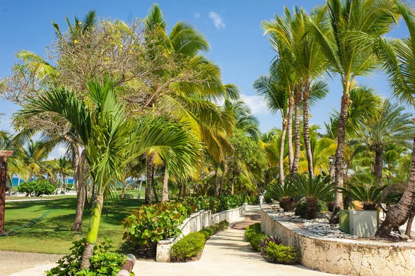 Una Foresta Tropicale Verde Percorso Nel Parco Tropicale Sfondo Astratto — Foto Stock