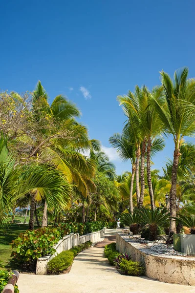 Green Tropical Forest Pathway Tropical Park Abstract Travel Background — Stock Photo, Image