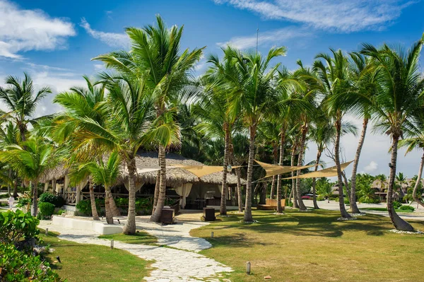 Palm Och Tropisk Strand Tropical Paradise Sommarsemester Dominikanska Republiken Seychellerna — Stockfoto
