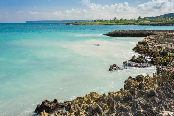 Palm Tropisch Strand Tropical Paradise Zomervakantie Dominicaanse Republiek Seychellen Caribisch — Stockfoto