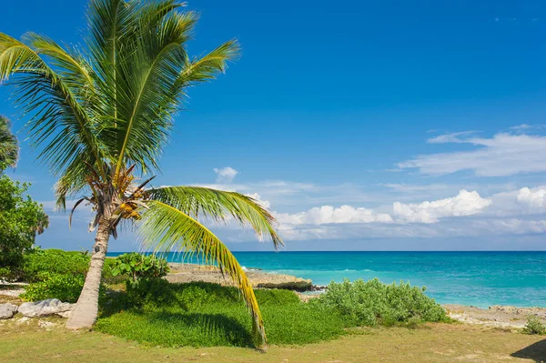 Palma Tropikalna Plaża Tropical Paradise Letni Wypoczynek Dominikana Seszele Karaiby — Zdjęcie stockowe