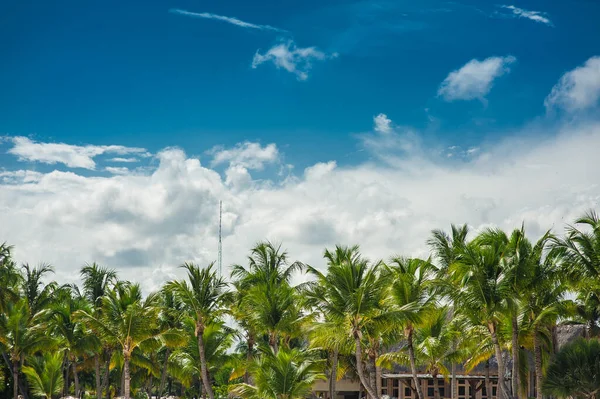 Palma Praia Tropical Tropical Paradise Férias Verão República Dominicana Seychelles — Fotografia de Stock