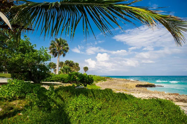 Palmen Und Tropischer Strand Tropical Paradise Sommerurlaub Der Dominikanischen Republik — Stockfoto