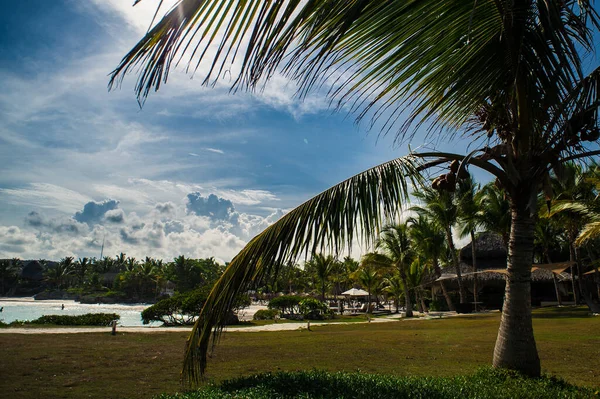 Palm Och Tropisk Strand Tropical Paradise Sommarsemester Dominikanska Republiken Seychellerna — Stockfoto