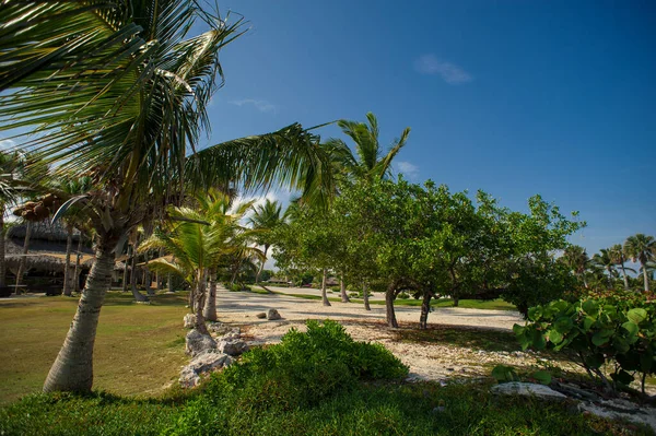 Palm Och Tropisk Strand Tropical Paradise Sommarsemester Dominikanska Republiken Seychellerna — Stockfoto