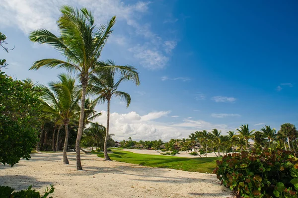 Palm Spiaggia Tropicale Nel Paradiso Tropicale Vacanza Estiva Repubblica Dominicana — Foto Stock
