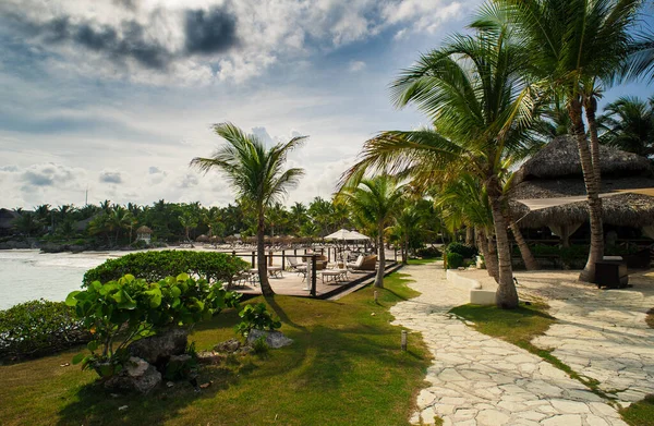 Palm Tropisk Strand Tropical Paradise Sommerferie Den Dominikanske Republik Seychellerne - Stock-foto
