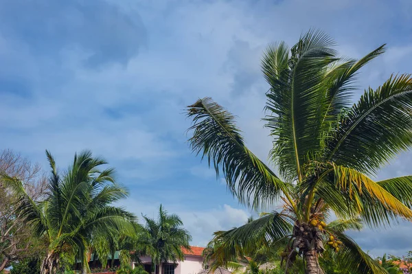 Tropical Paradise Dominican Republic Seychelles Caribbean Mauritius Philippines Bahamas Green — Stock Photo, Image