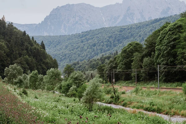 Strada Montagna Estate Ricoperta Alberi — Foto Stock